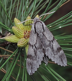 Southern Pine Hawkmoth – Hyloicus maurorum